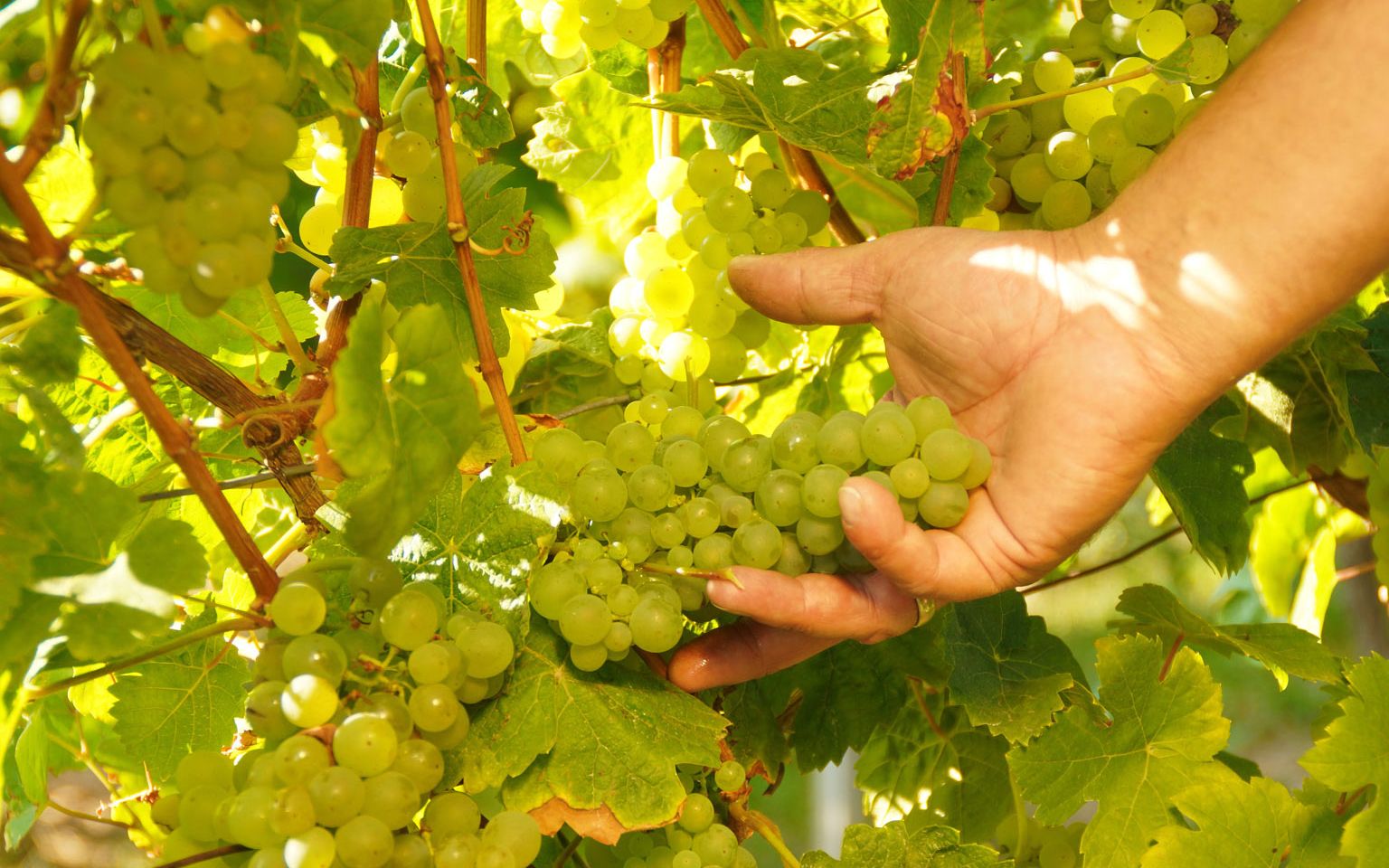 Aufnahme bei der Weinlese eine Person haelt in der Hand eine Traube ueppiger reifer Rieslingbeeren die am Rebstock haengen 